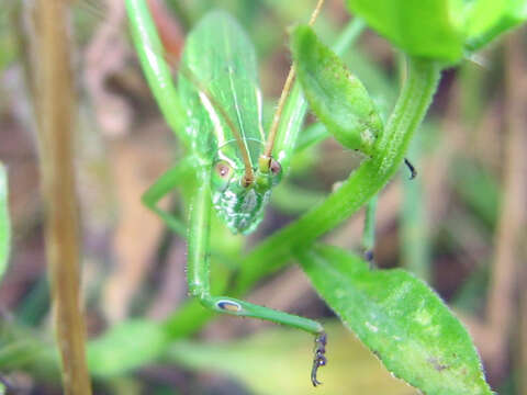 Image of Fork-tailed Bush Katydid