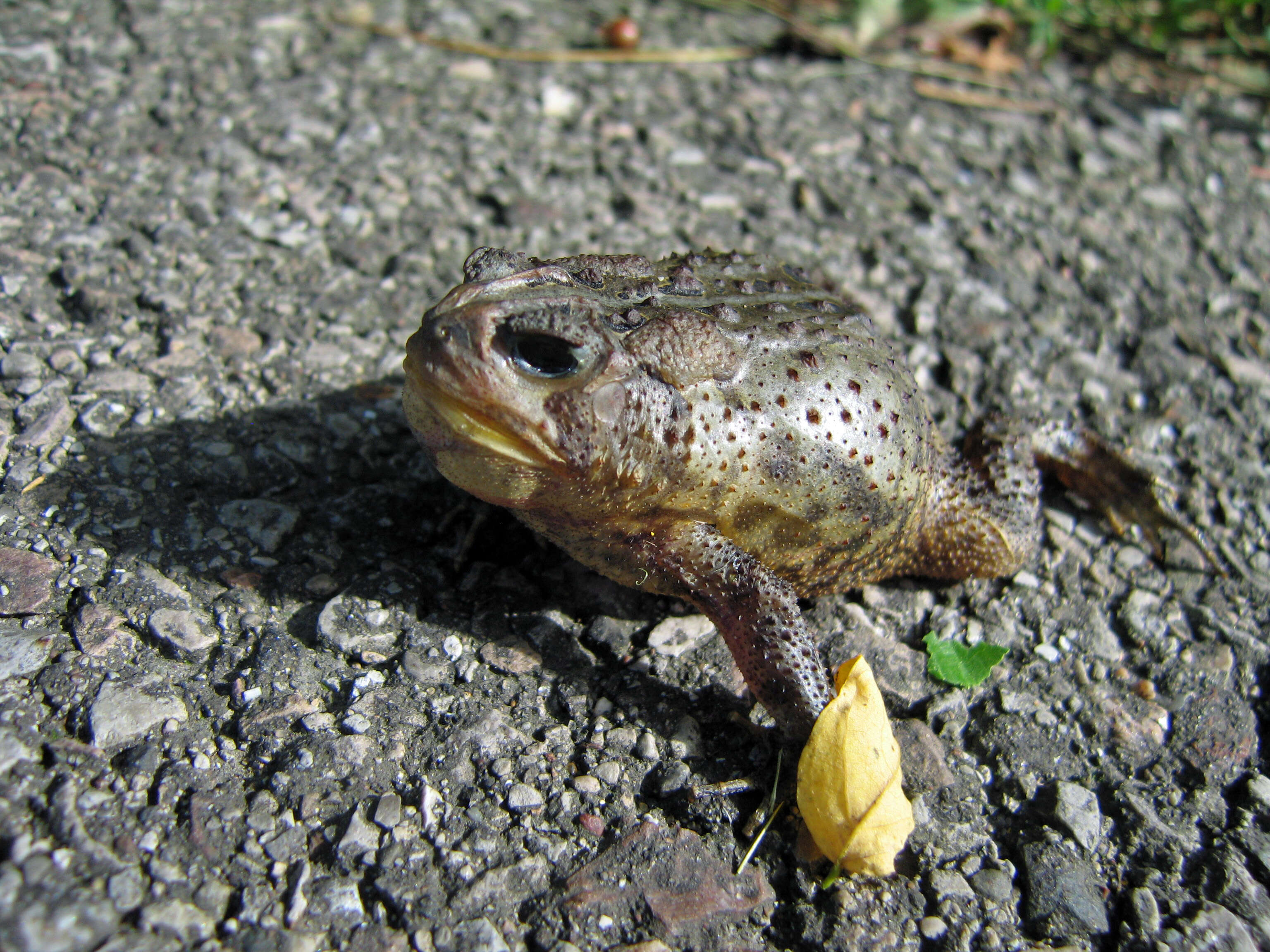 Imagem de Anaxyrus americanus (Holbrook 1836)