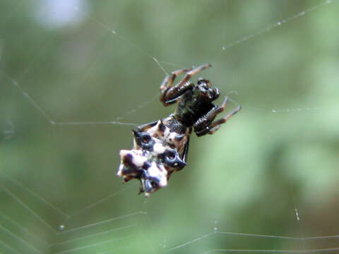 Image of Spined Micrathena