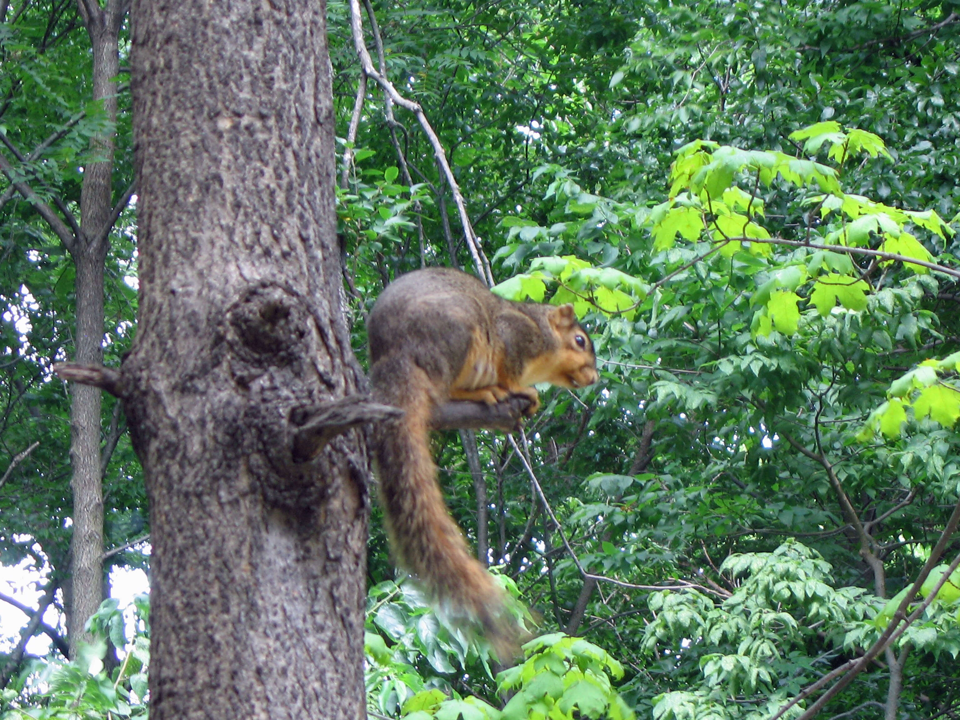 Image of Sciurus subgen. Sciurus Linnaeus 1758