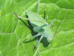 Image of Pterophylla