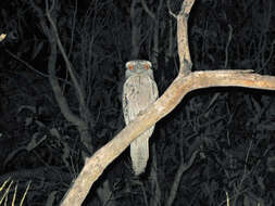 Image of Tawny Frogmouth