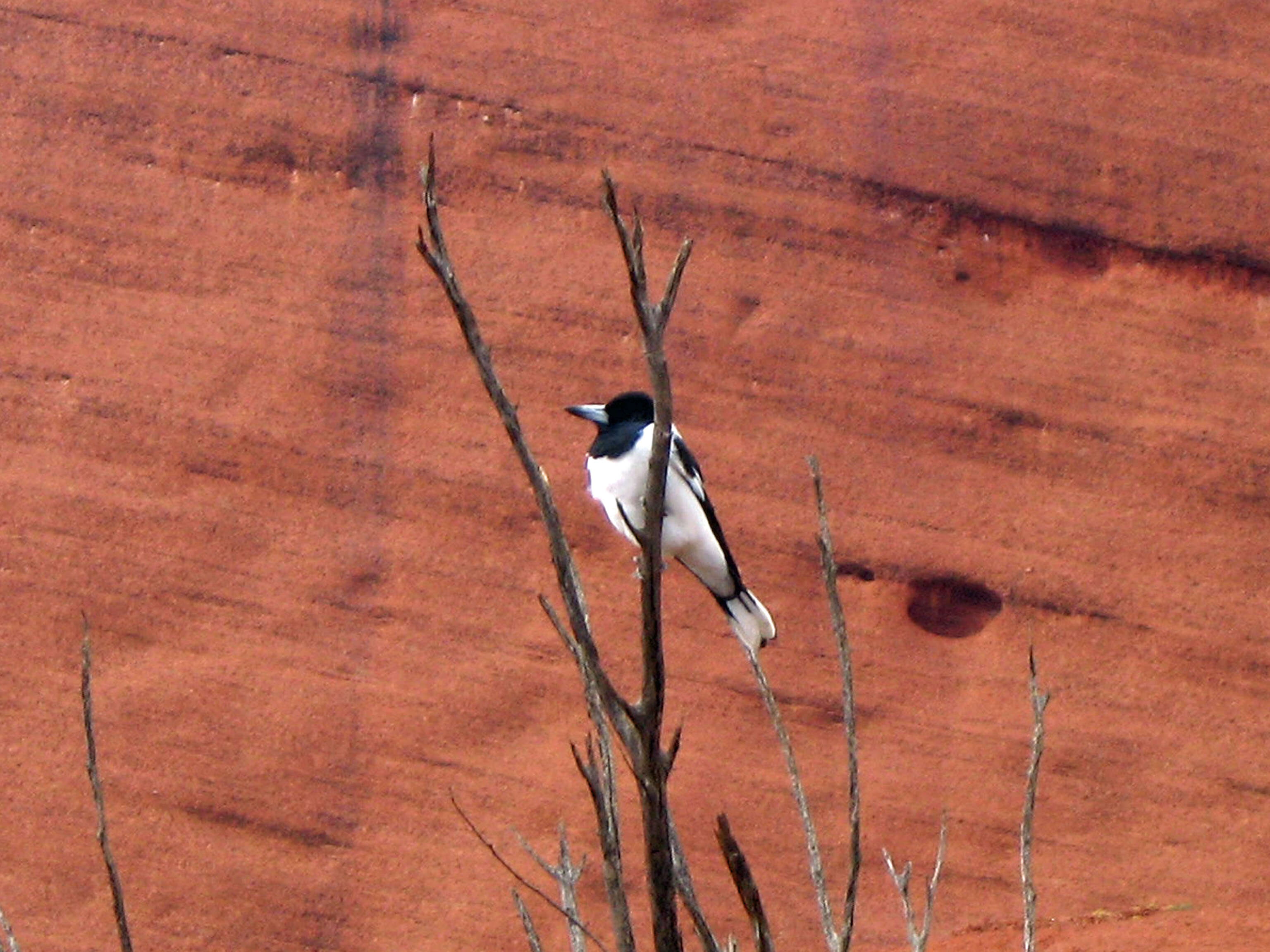 Imagem de Cracticus nigrogularis (Gould 1837)