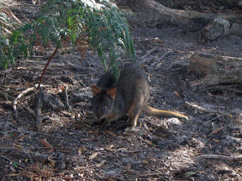 Image of Red-bellied Pademelon