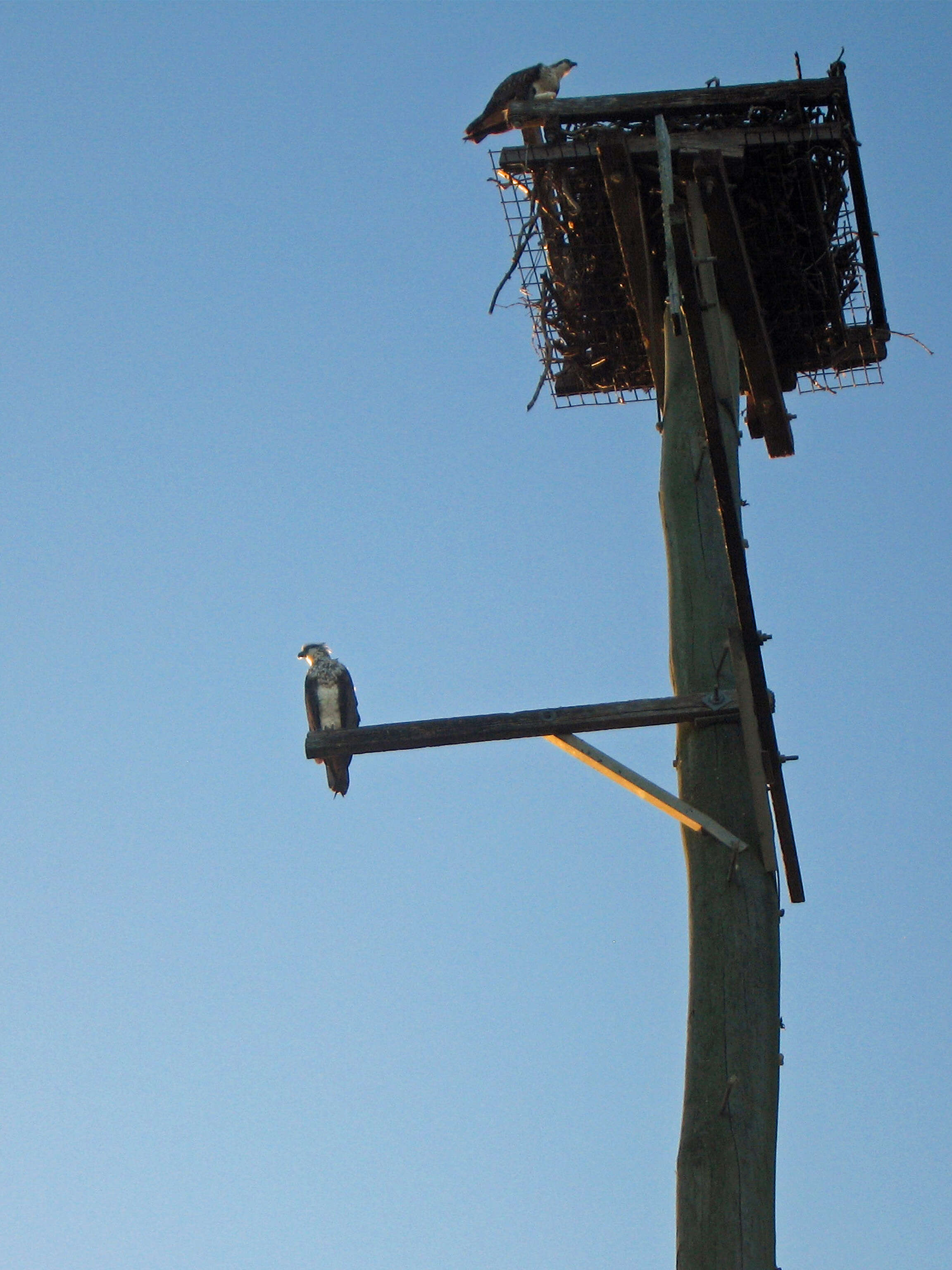 Image of Eastern Osprey