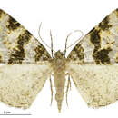 Image of Flash moth