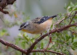 Image of Spotted Pardalote