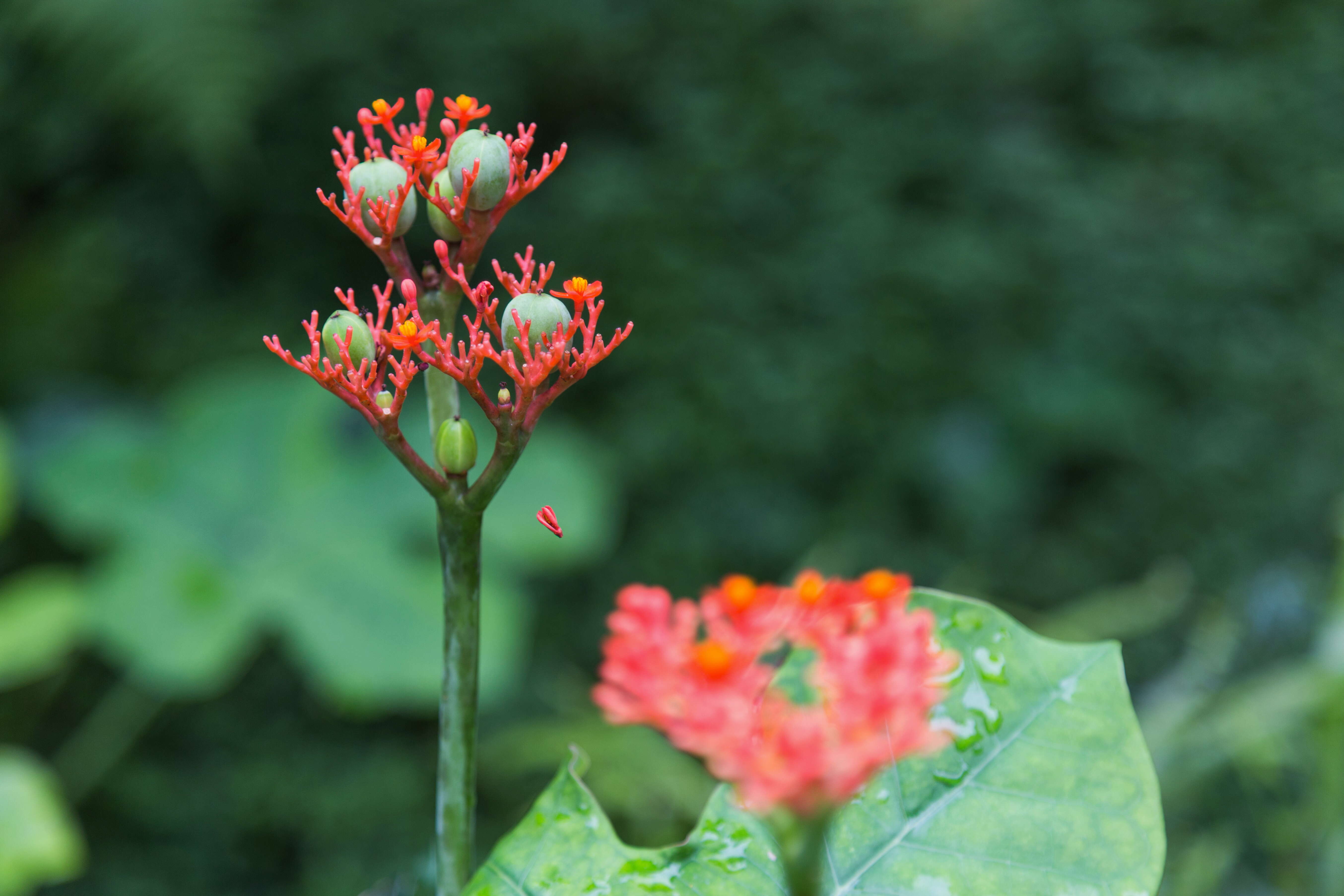 Imagem de Jatropha podagrica Hook.