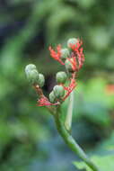 Imagem de Jatropha podagrica Hook.