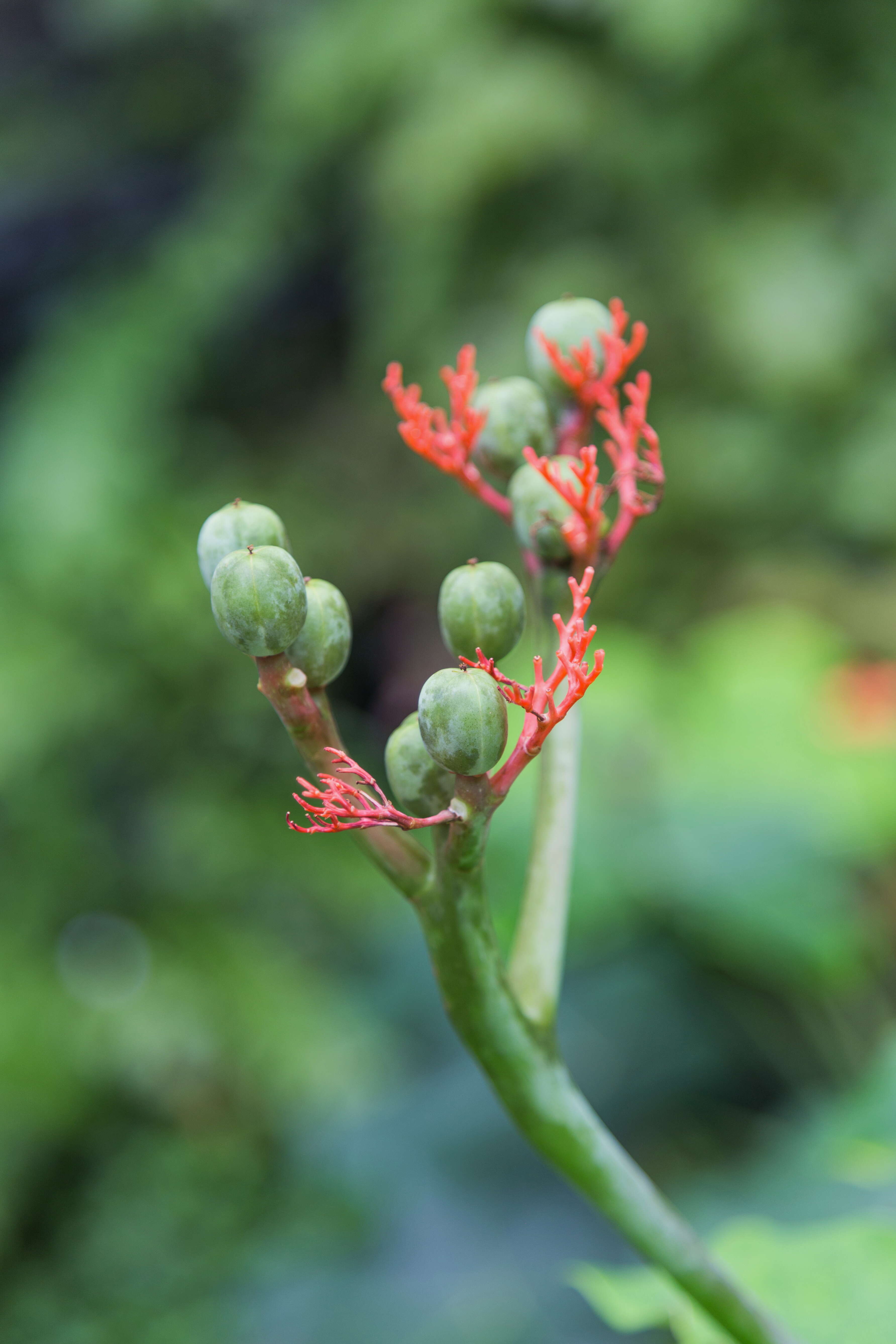 Imagem de Jatropha podagrica Hook.