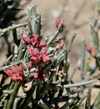 Image of Cadaba aphylla (Thunb.) Wild