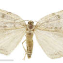 Image of Pseudocoremia cineracia Howes 1942
