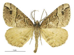 صورة Pseudocoremia melinata Felder & Rogenhofer 1874