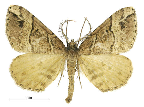 Image of Pseudocoremia melinata Felder & Rogenhofer 1874