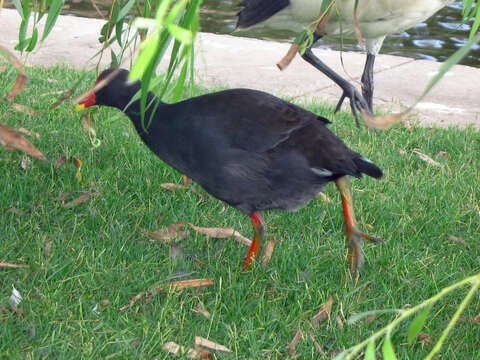 Image of Australasian Swamphen