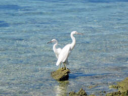 Image of Eastern Reef Egret