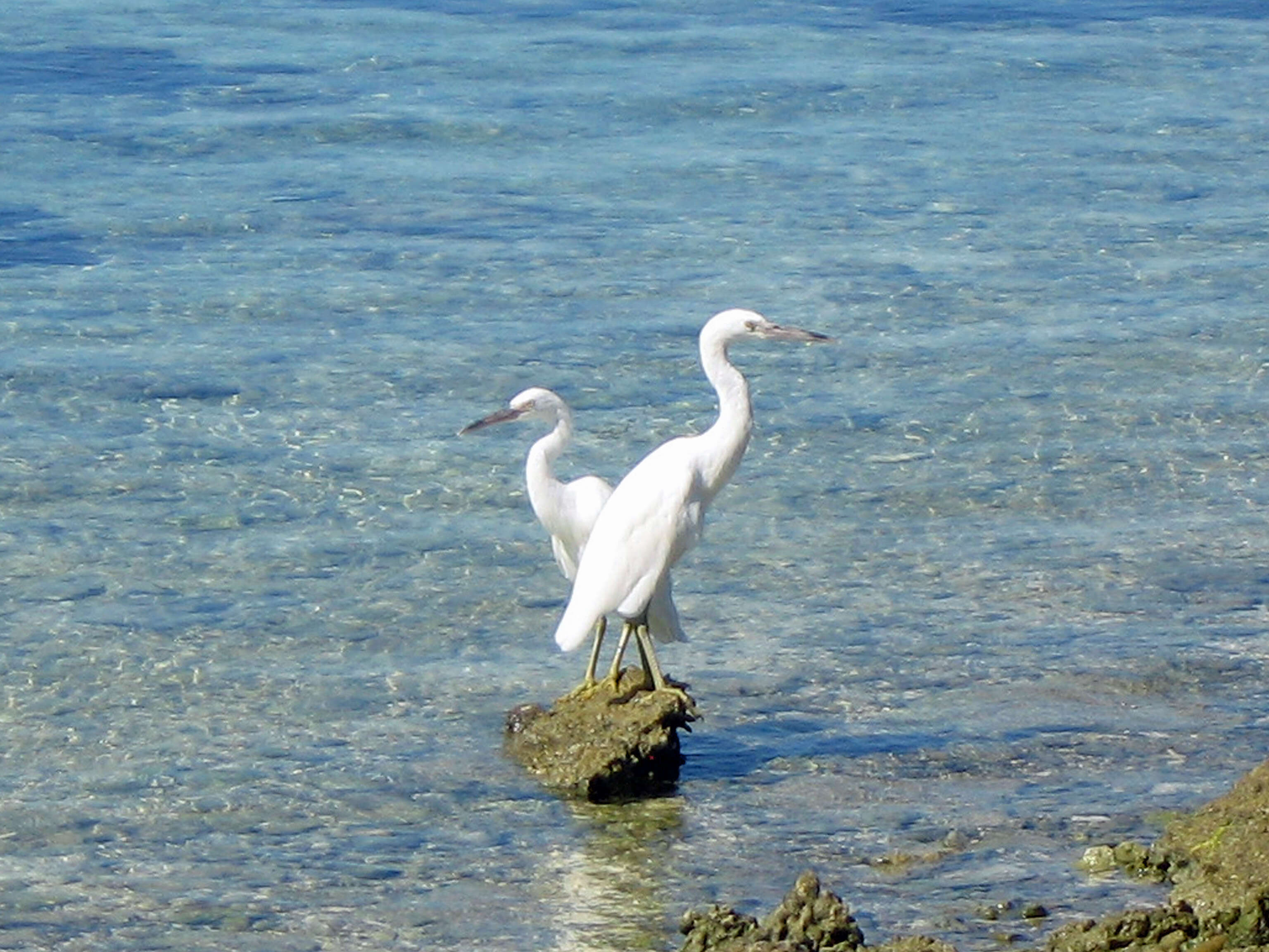 Image of Eastern Reef Egret