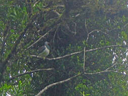 Image of Kererū