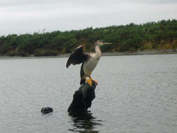 Image of Spotted Shag