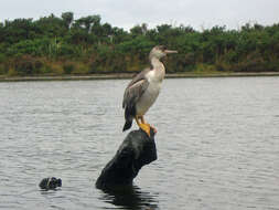 Image of Spotted Shag