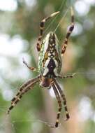 Image of Araneus bradleyi