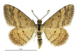 Scopula rubraria Doubleday 1843 resmi