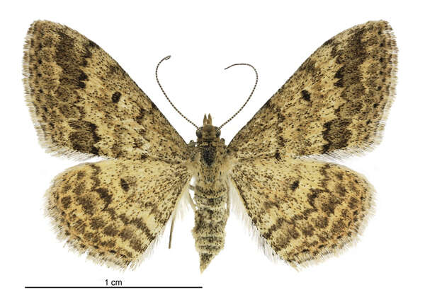 Scopula rubraria Doubleday 1843 resmi