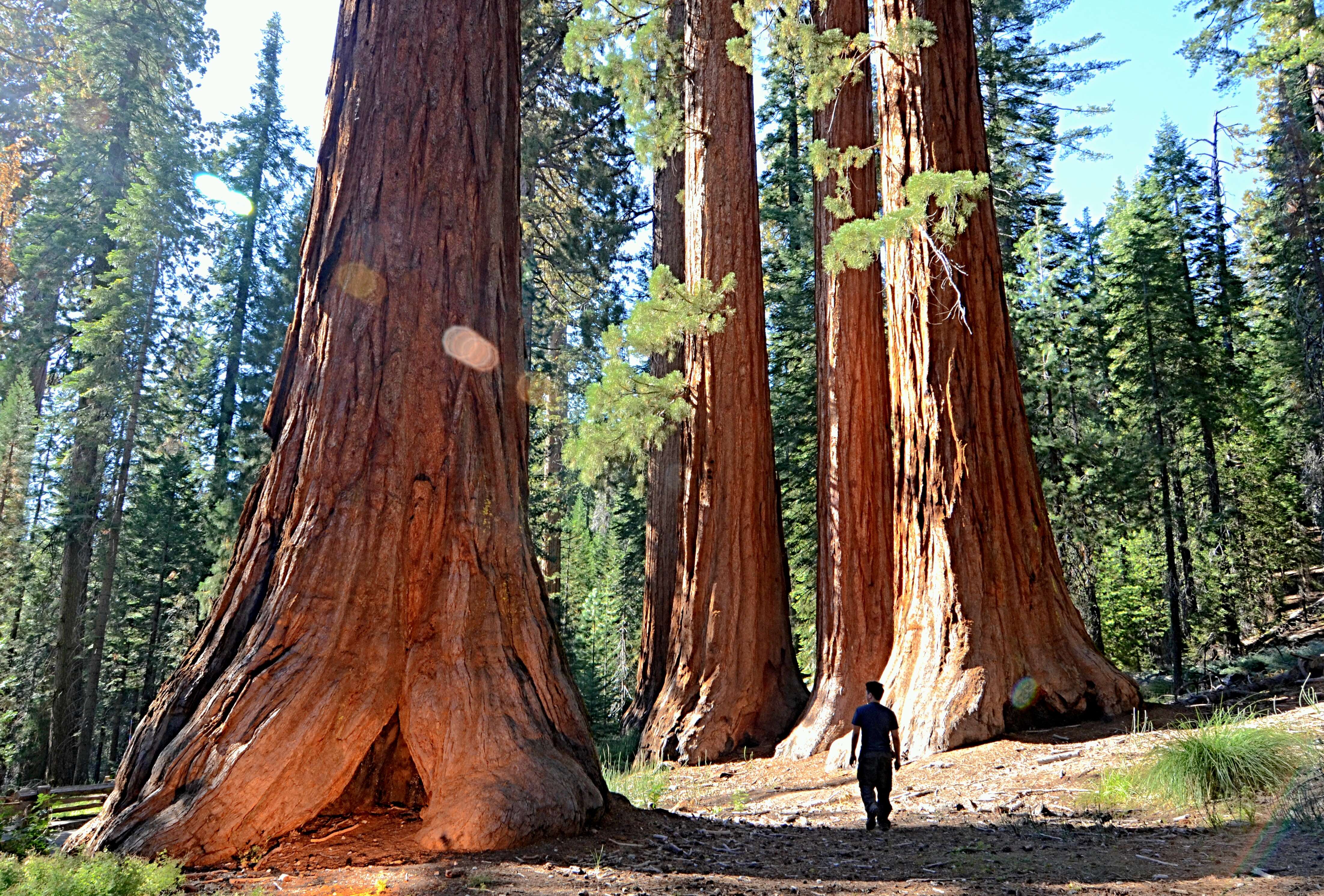 Image of giant sequoia