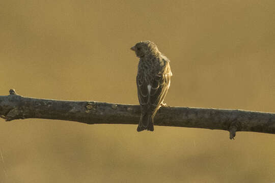 Image of White-rumped Seedeater