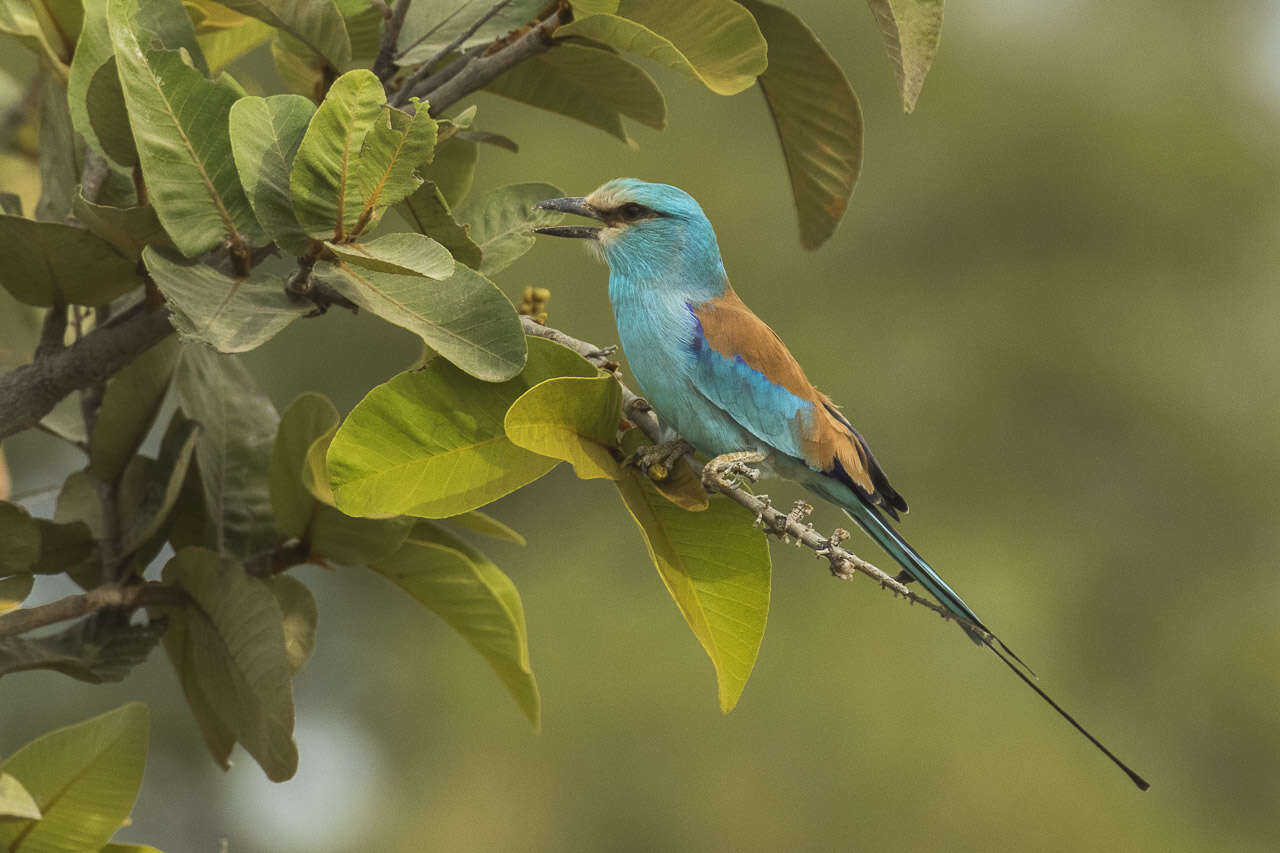 Image of Abyssinian Roller