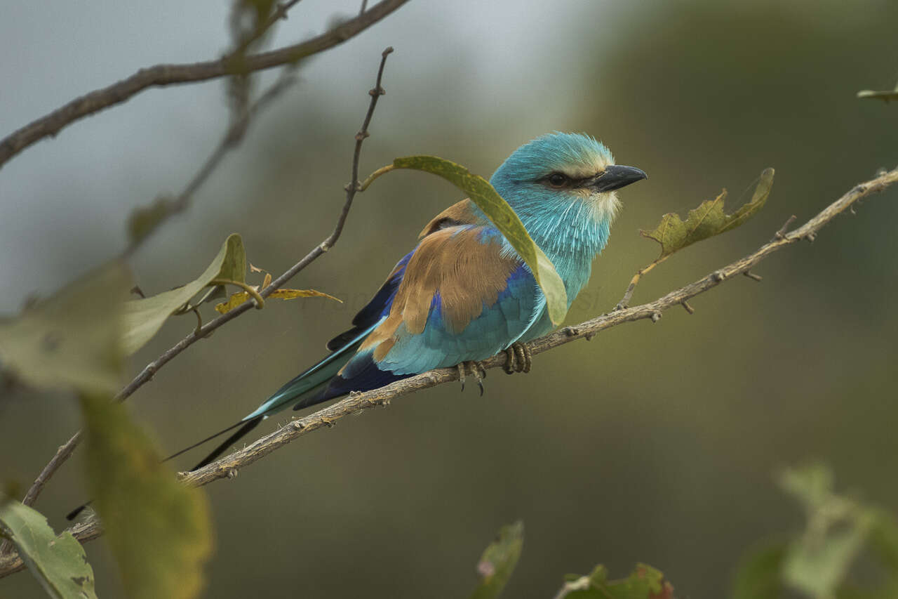 Image of Abyssinian Roller