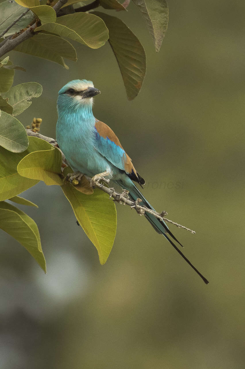 Image of Abyssinian Roller