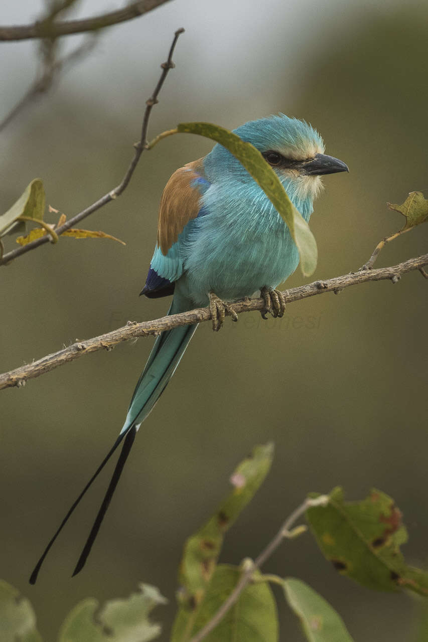 Image of Abyssinian Roller