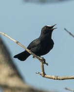 Image of White-fronted Black Chat