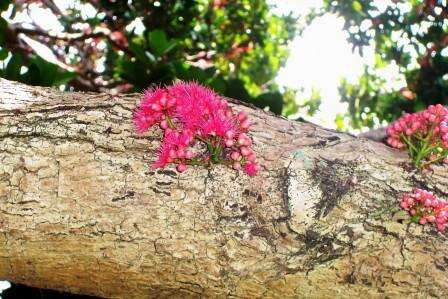 Image of Syzygium moorei (F. Müll.) L. A. S. Johnson