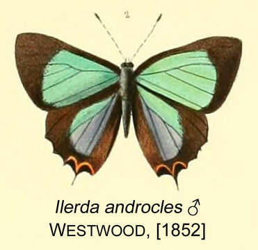 Image of Heliophorus androcles (Westwood (1852))