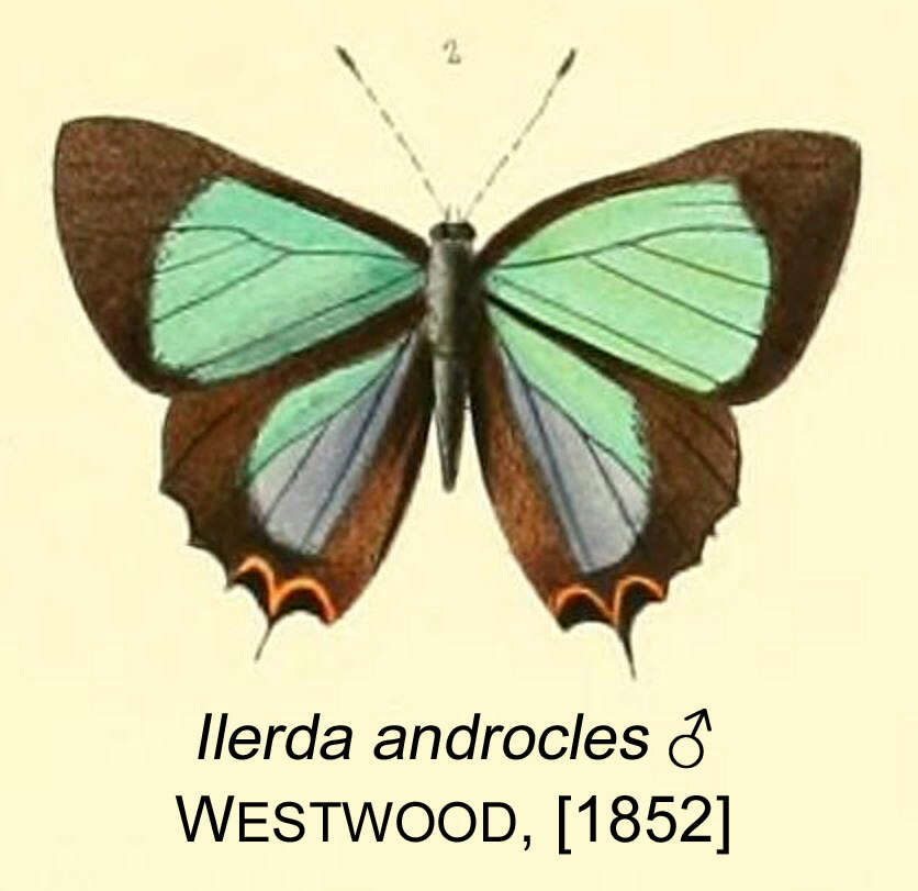 Image of Heliophorus androcles (Westwood (1852))