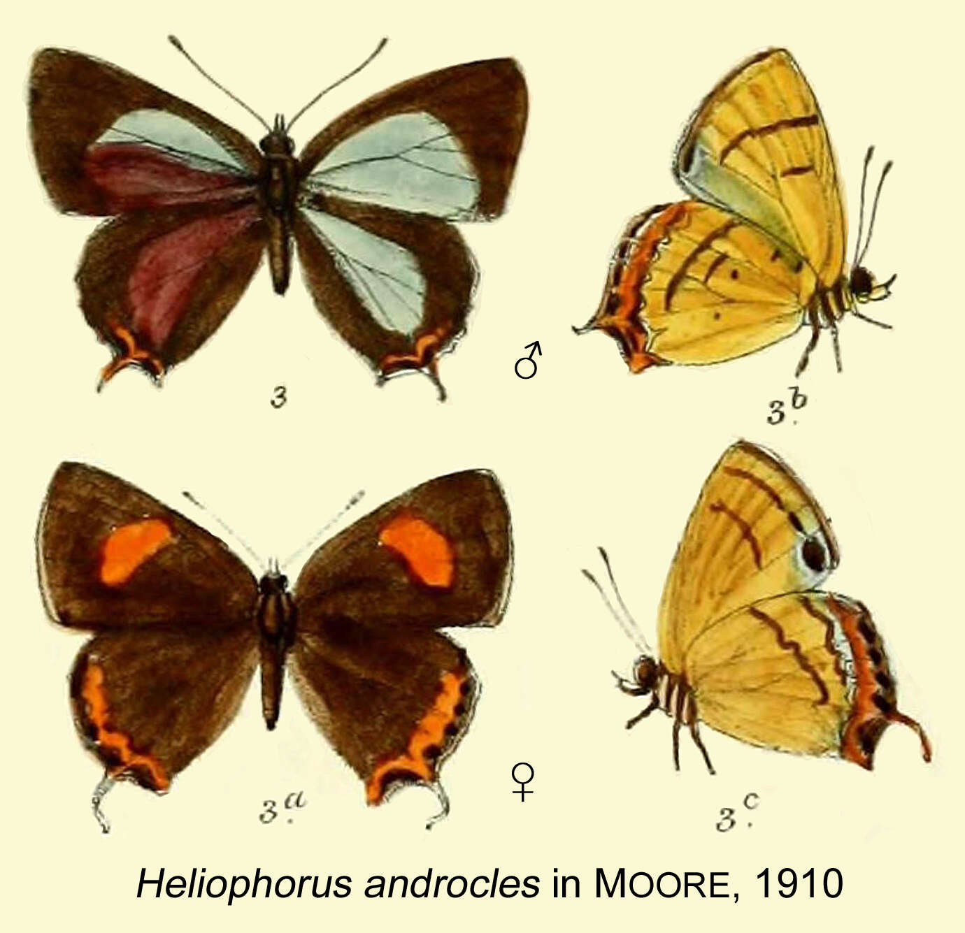 Image of Heliophorus androcles (Westwood (1852))