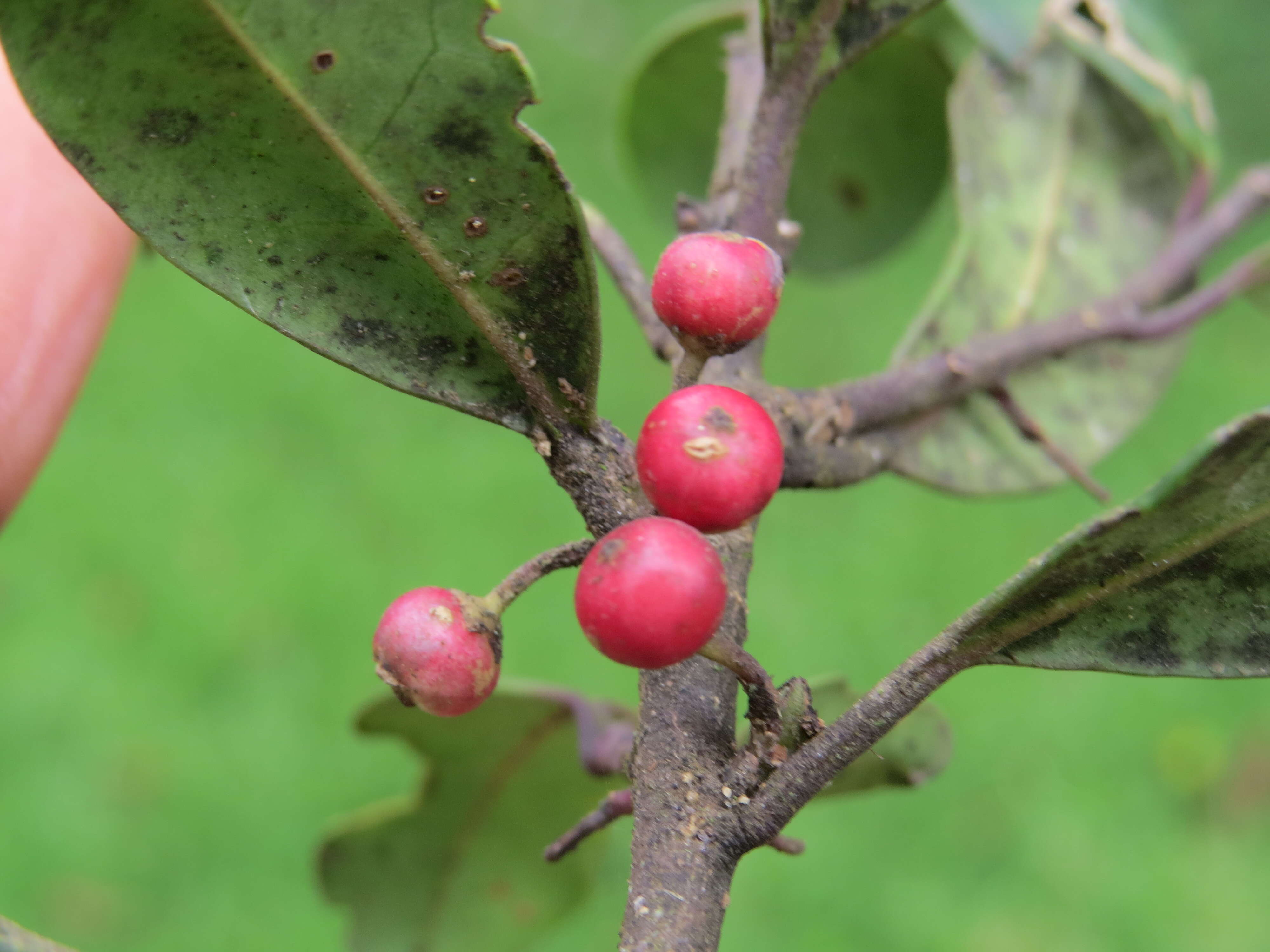 Imagem de Ilex gardneriana Wight