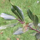 Image de Ilex gardneriana Wight