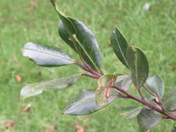 Imagem de Ilex gardneriana Wight