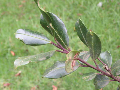 Image de Ilex gardneriana Wight