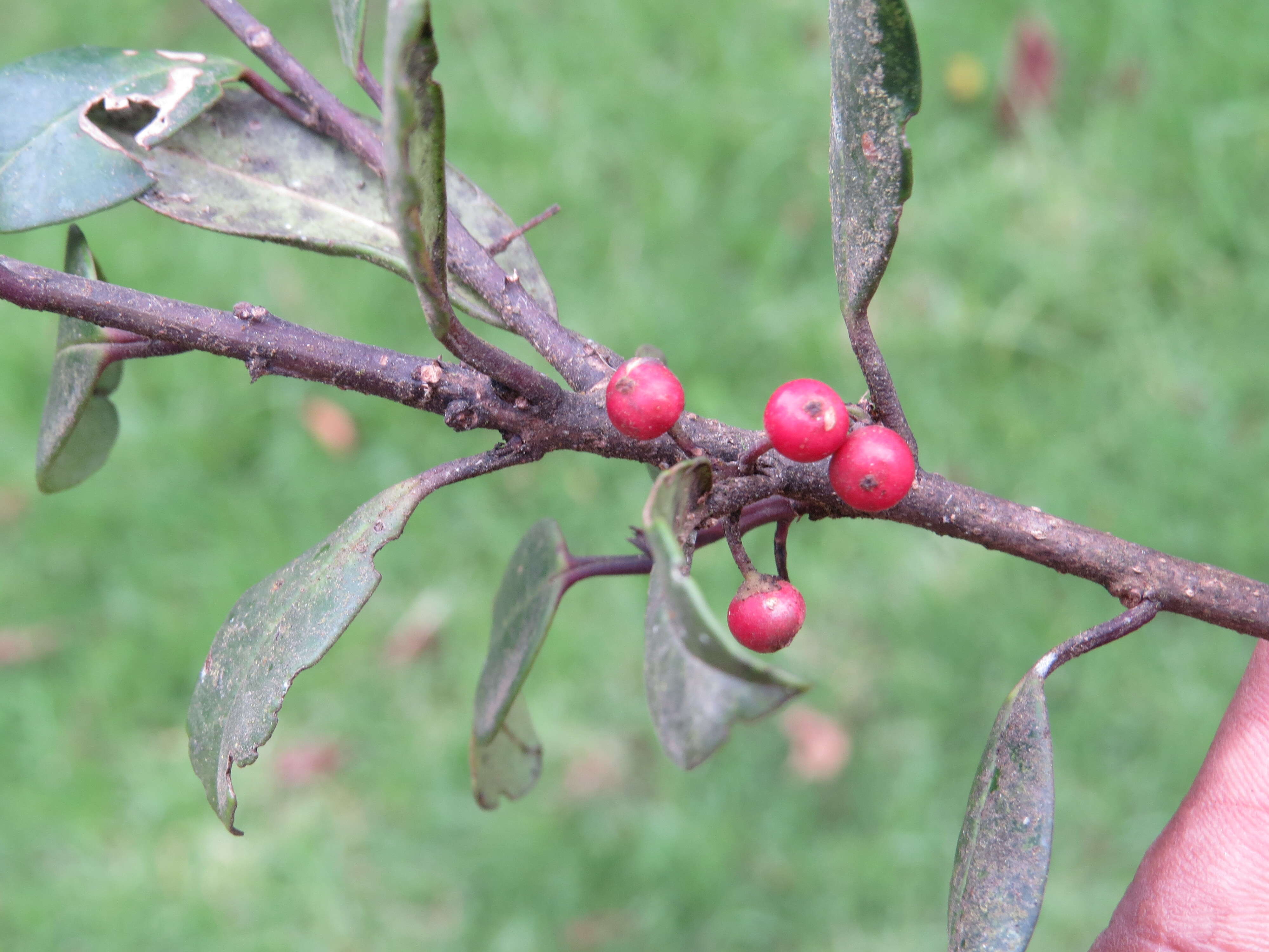 Imagem de Ilex gardneriana Wight