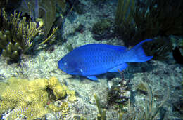 Image of Blue Kwab