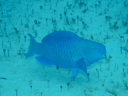 Image of Blue Kwab