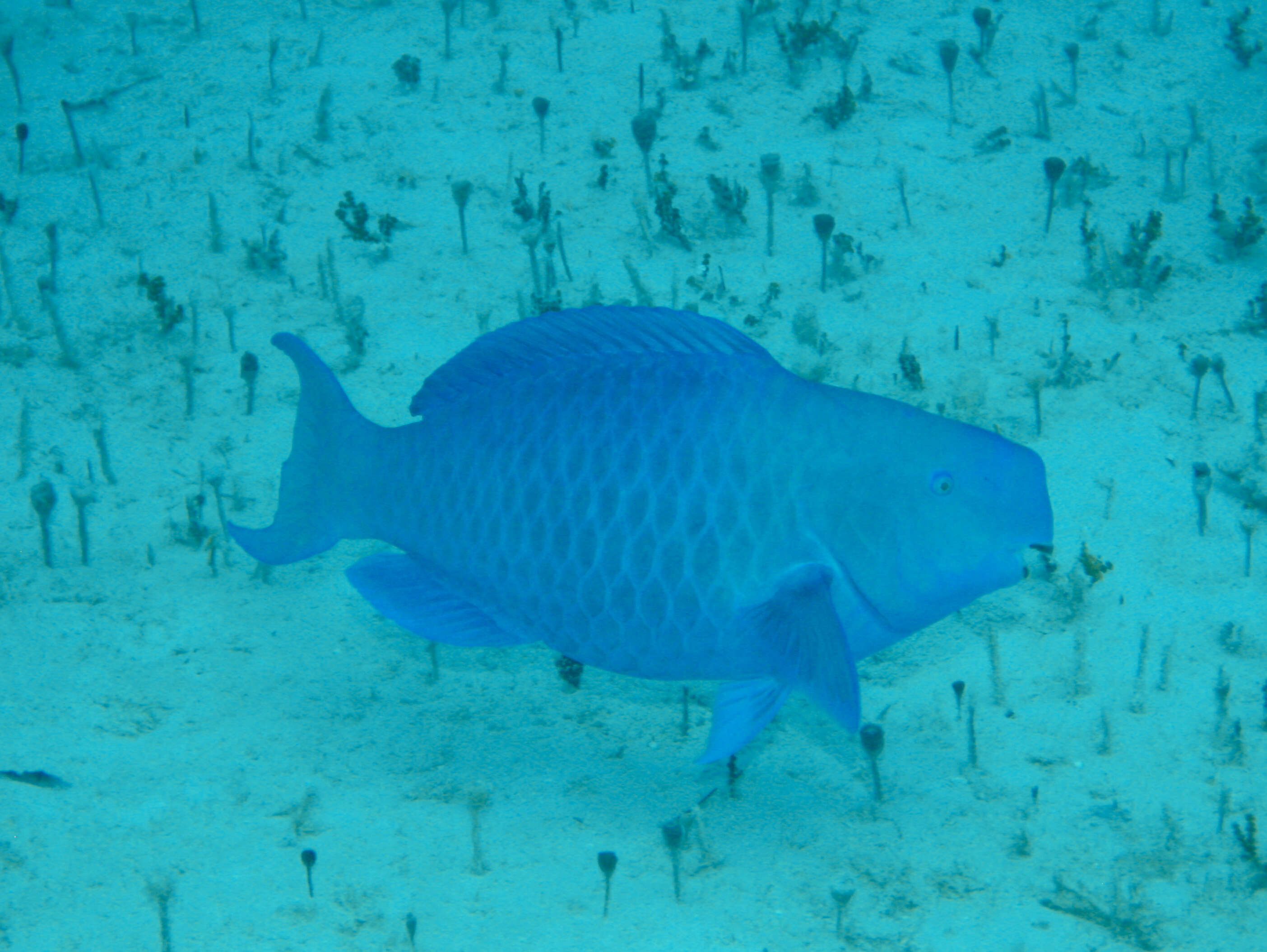 Image of Blue Kwab