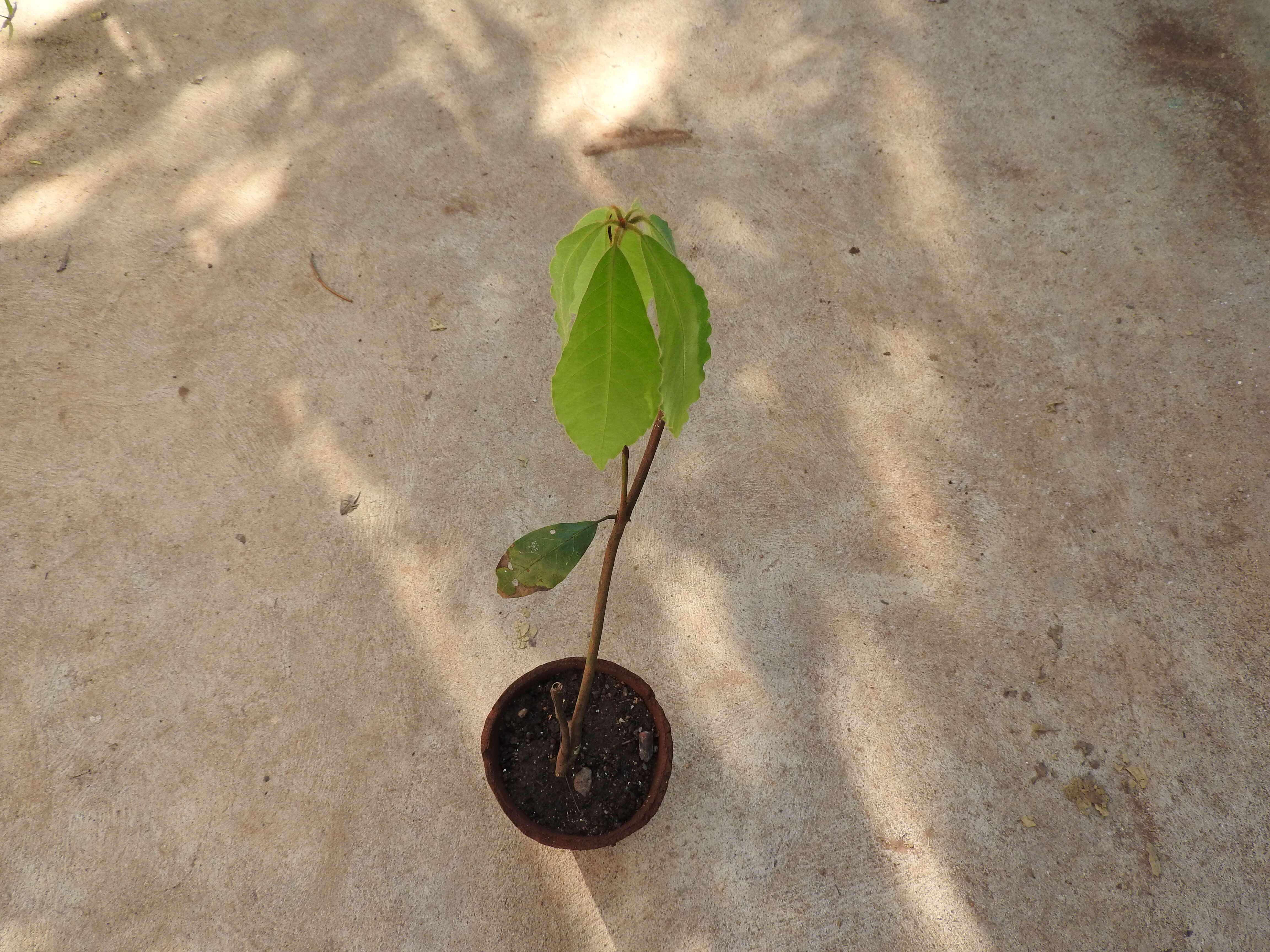 Image of Actinodaphne bourdillonii Gamble