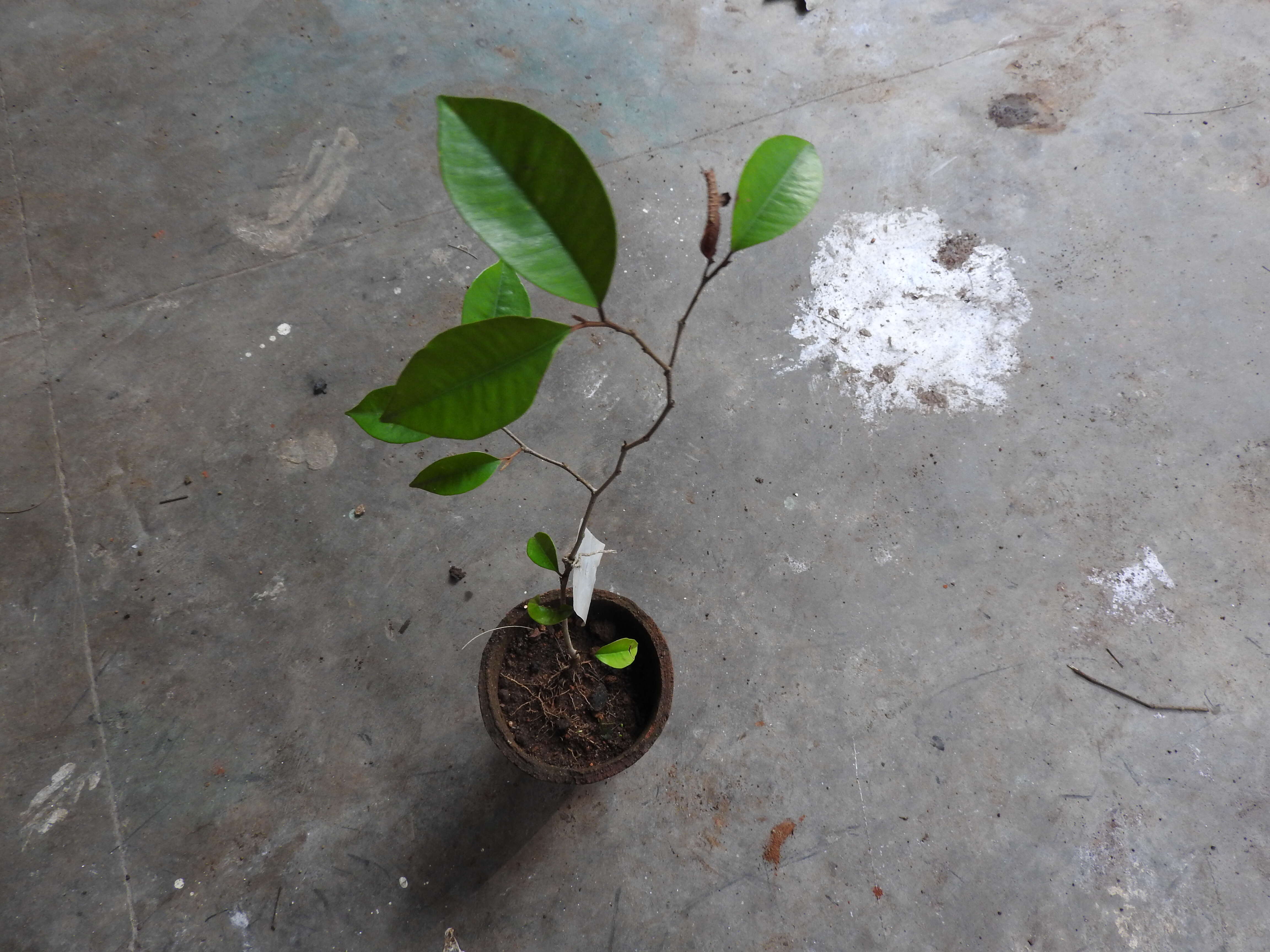 Image of star apple