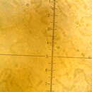 Image of Nostoc flagelliforme