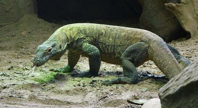 Image of Komodo Dragon